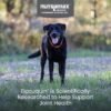 Are Nutramax Dasuquin Large Dog Joint Supplements Worth It Review Reveals Surprising Results Are Nutramax Dasuquin Large Dog Joint Supplements Worth It Review Reveals Surprising Results