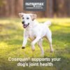 Could Nutramax Laboratories Cosequin DS Joint Health Supplement Review Help Your Dog’s Mobility? Could Nutramax Laboratories Cosequin DS Joint Health Supplement Review Help Your Dog’s Mobility?