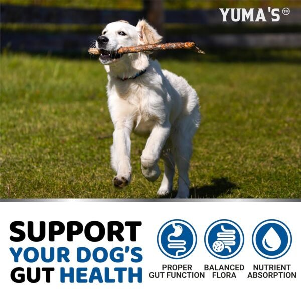 Could YUMA'S Probiotics for Dogs PRV-2 Really Improve Gut Health Review Reveal? Could YUMA'S Probiotics for Dogs PRV-2 Really Improve Gut Health Review Reveal?
