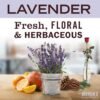 81PHT4vy2eL._AC_SL1500_ Mrs Meyers Liquid Laundry Detergent Review Powerful Plant-Based Cleaning with Lavender Scent